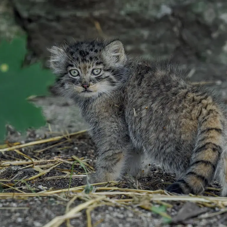 ブルノ動物園のマヌルネコの写真