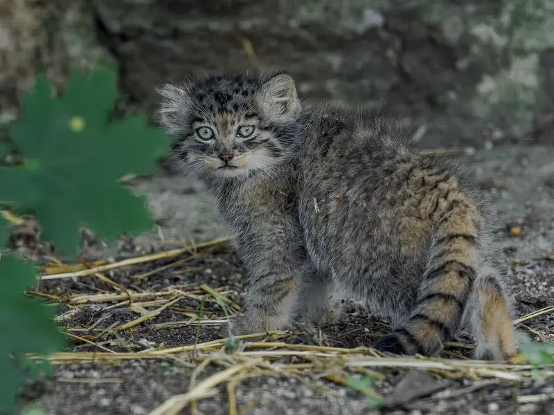 ブルノ動物園のマヌルネコの写真