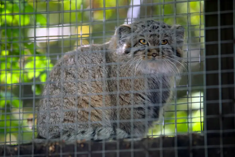 コシツェ動物園のアラニの子（2026年生まれ）Ⅰの写真
