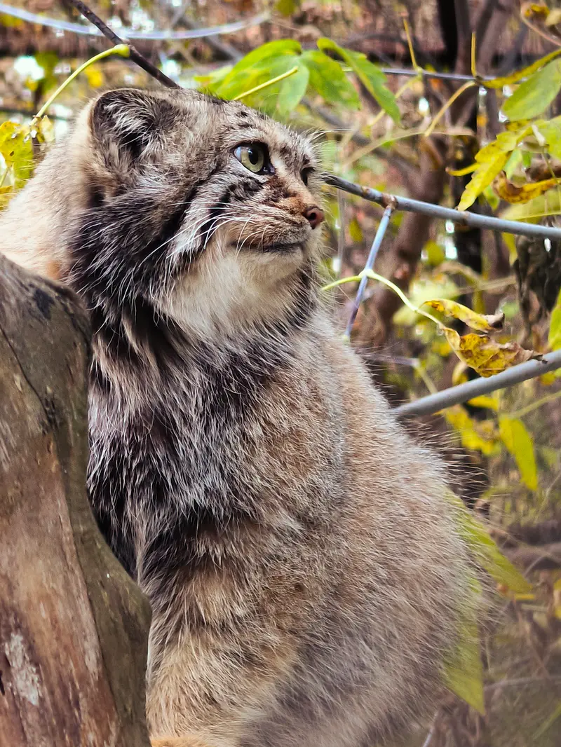 ノヴォシビルスク動物園のイヴの写真