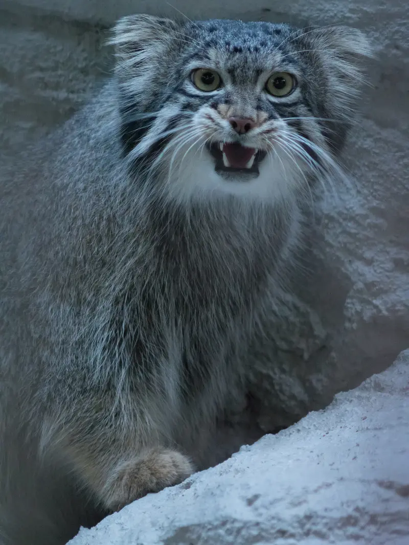 野毛山動物園のフィーガの写真