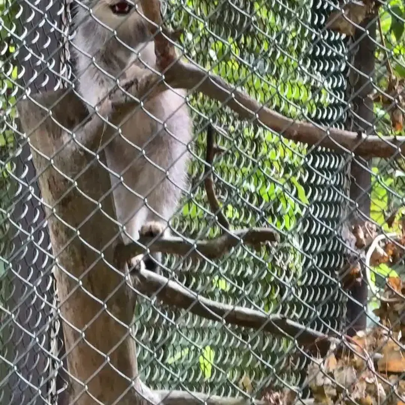 オペル動物園のマヌルネコの写真