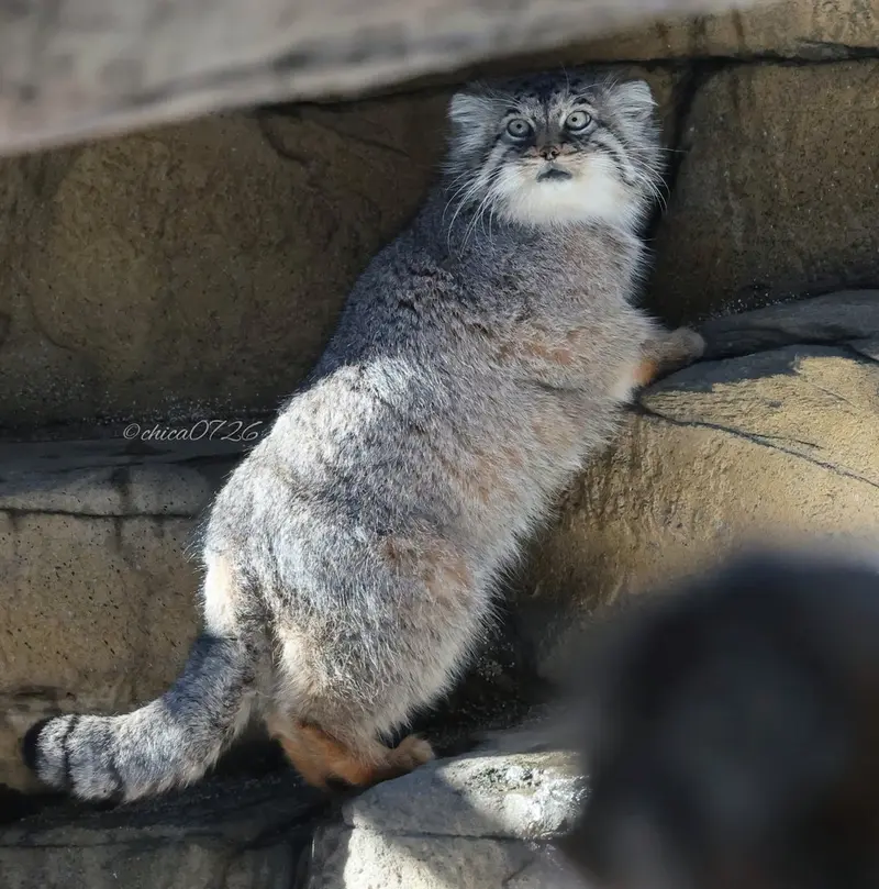 那須どうぶつ王国のポリーの写真