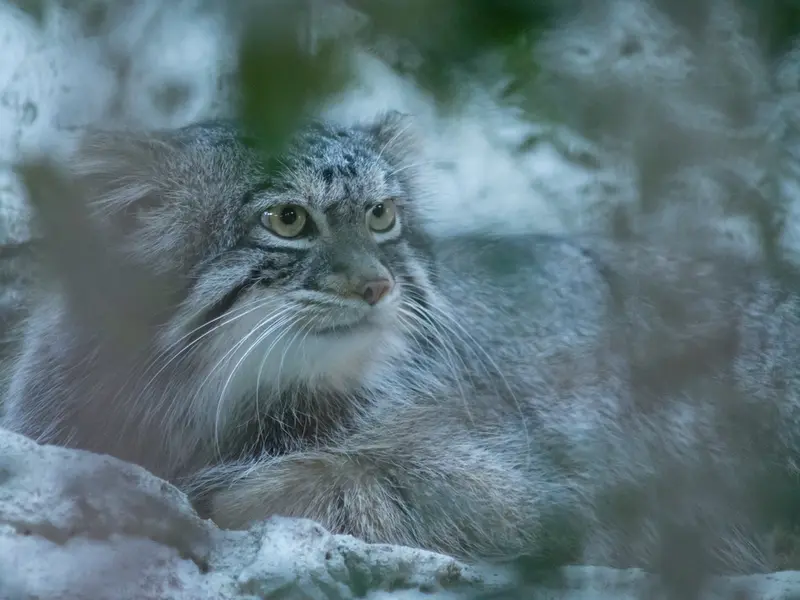 野毛山動物園のフィーガの写真