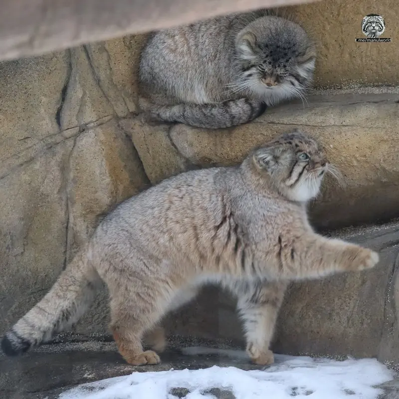 マヌルネコの写真