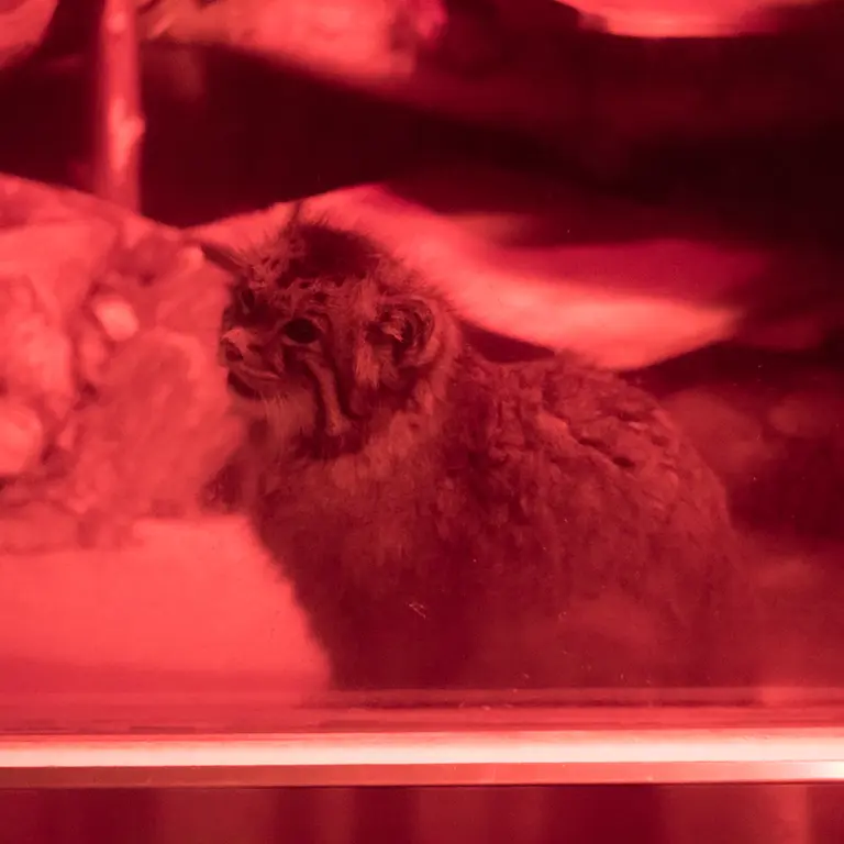 恩賜上野動物園のナイマの写真