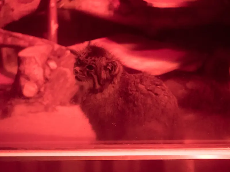 恩賜上野動物園のナイマの写真