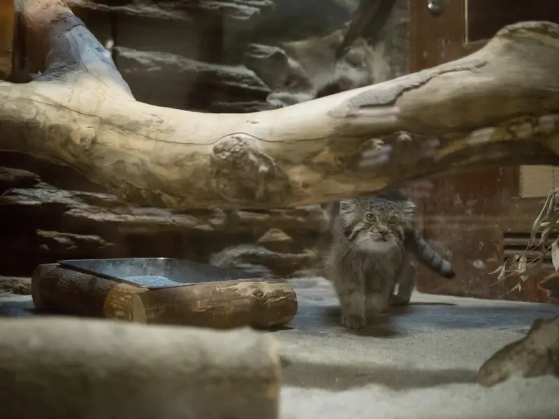 恩賜上野動物園のクリョンの写真