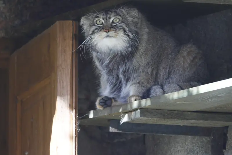 モスクワ動物園のティモフェイの写真