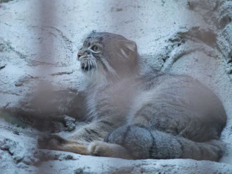 野毛山動物園のフィーガの写真