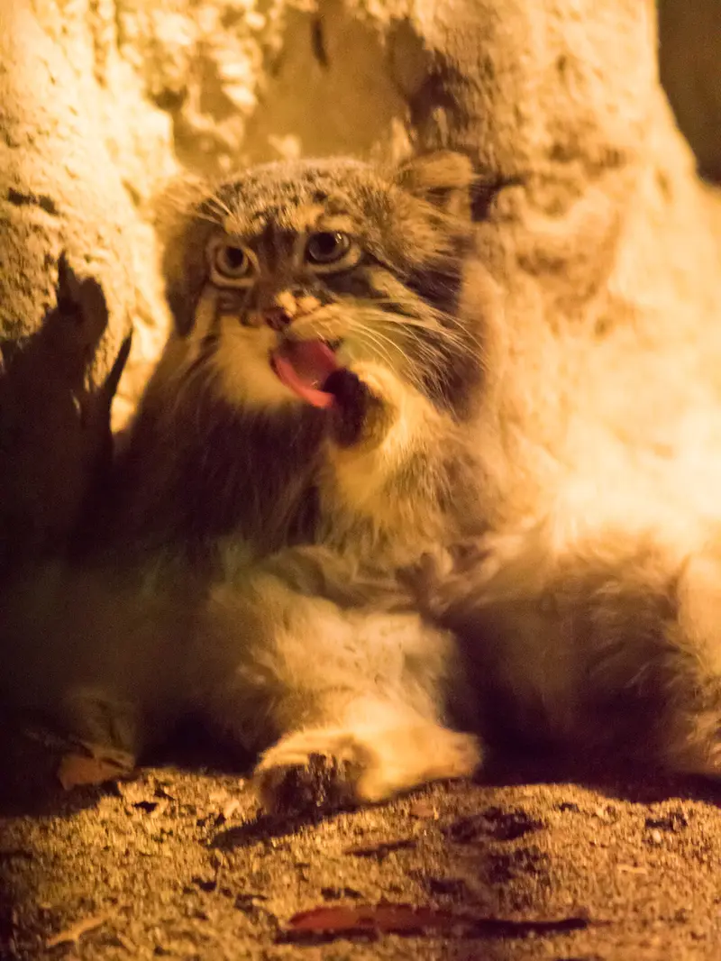 野毛山動物園のフィーガの写真
