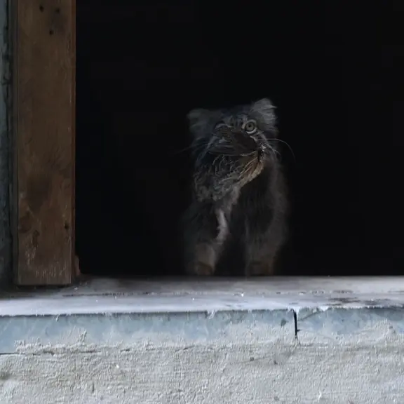 モスクワ動物園のマヌルネコの写真