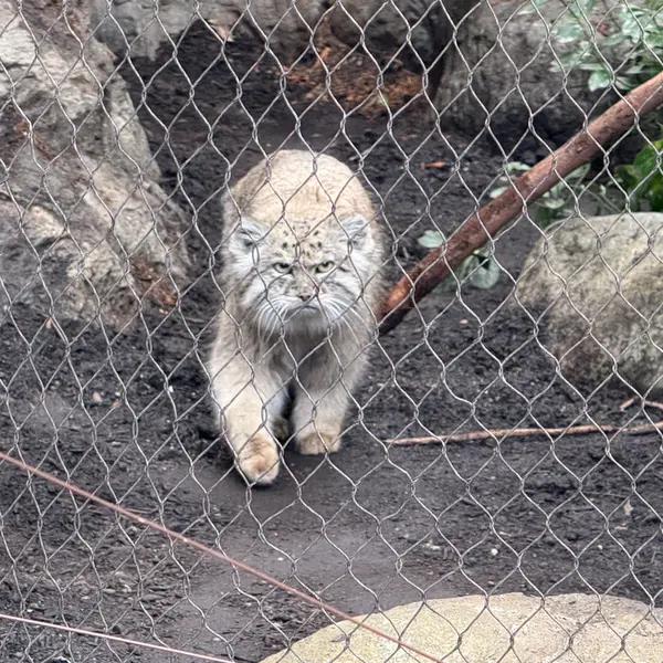 プロスペクト・パーク動物園のバトゥの写真