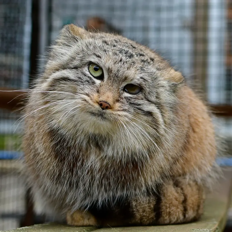 イフラヴァ動物園のウェンズデーの写真