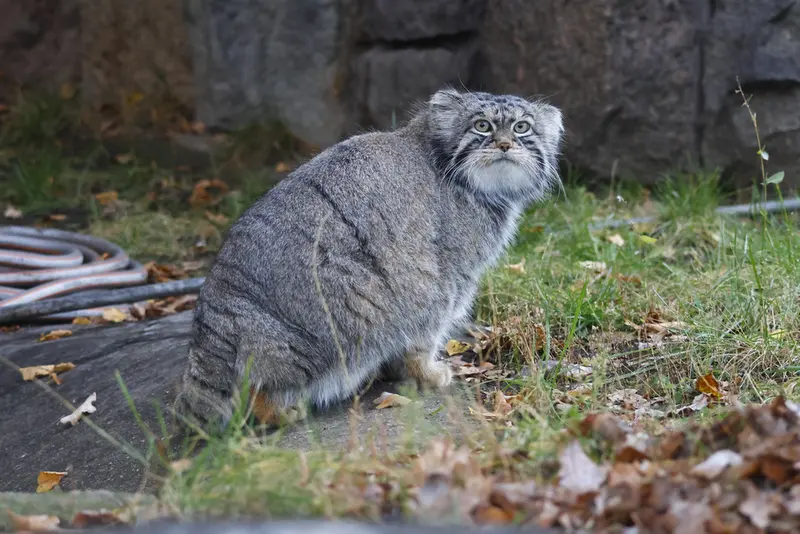 モスクワ動物園のティモフェイの写真