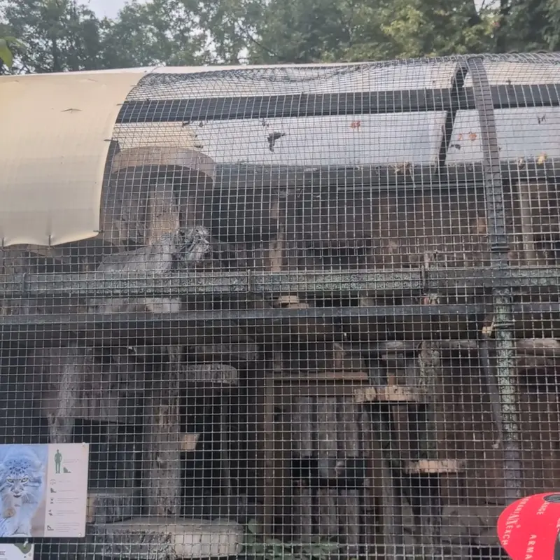 レニングラード動物園のマヌルネコの写真