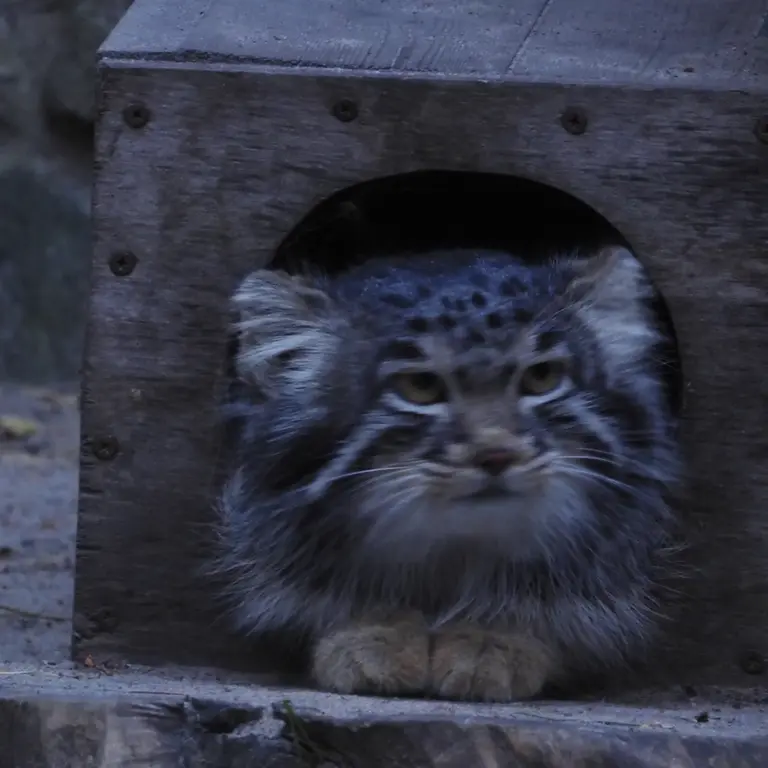 ノヴォシビルスク動物園のメンスの写真