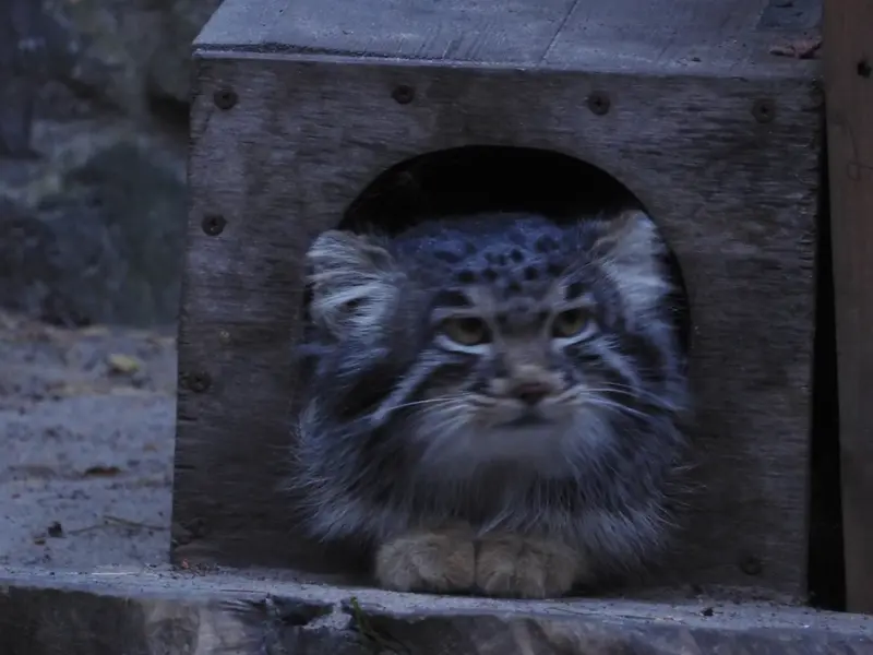 ノヴォシビルスク動物園のメンスの写真