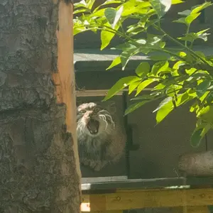 エディンバラ動物園のダッチェスの写真
