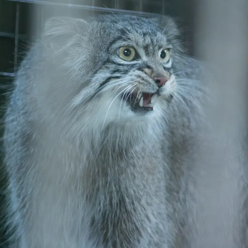 野毛山動物園のフィーガの写真