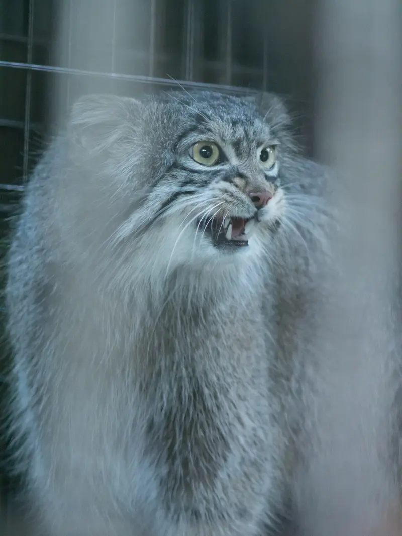 野毛山動物園のフィーガの写真