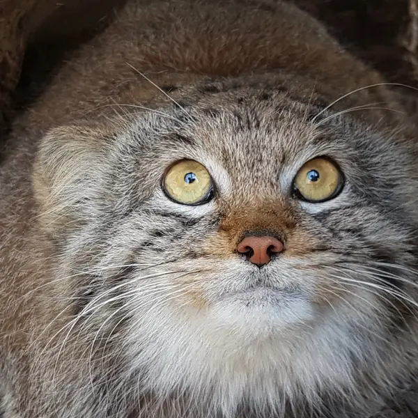 ワルシャワ動物園のサーシャの写真