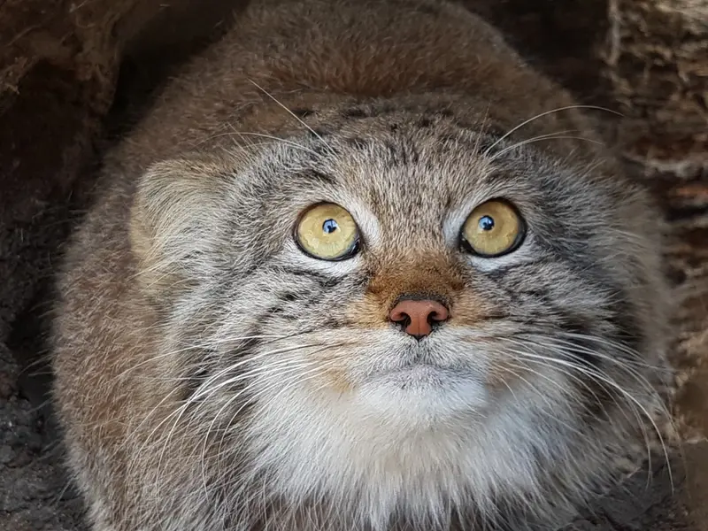 ワルシャワ動物園のサーシャの写真