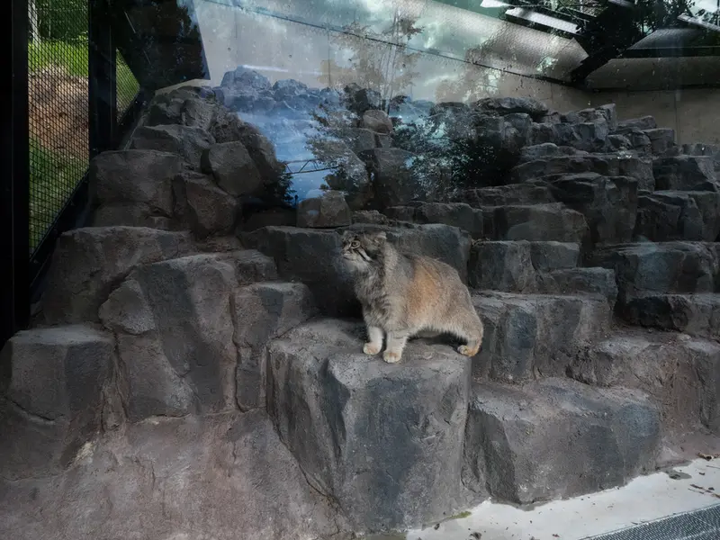 旭山動物園のグルーシャの写真