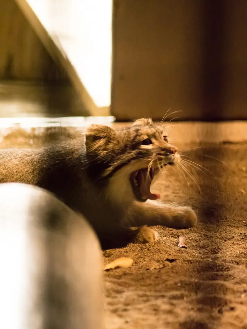 野毛山動物園のフィーガの写真