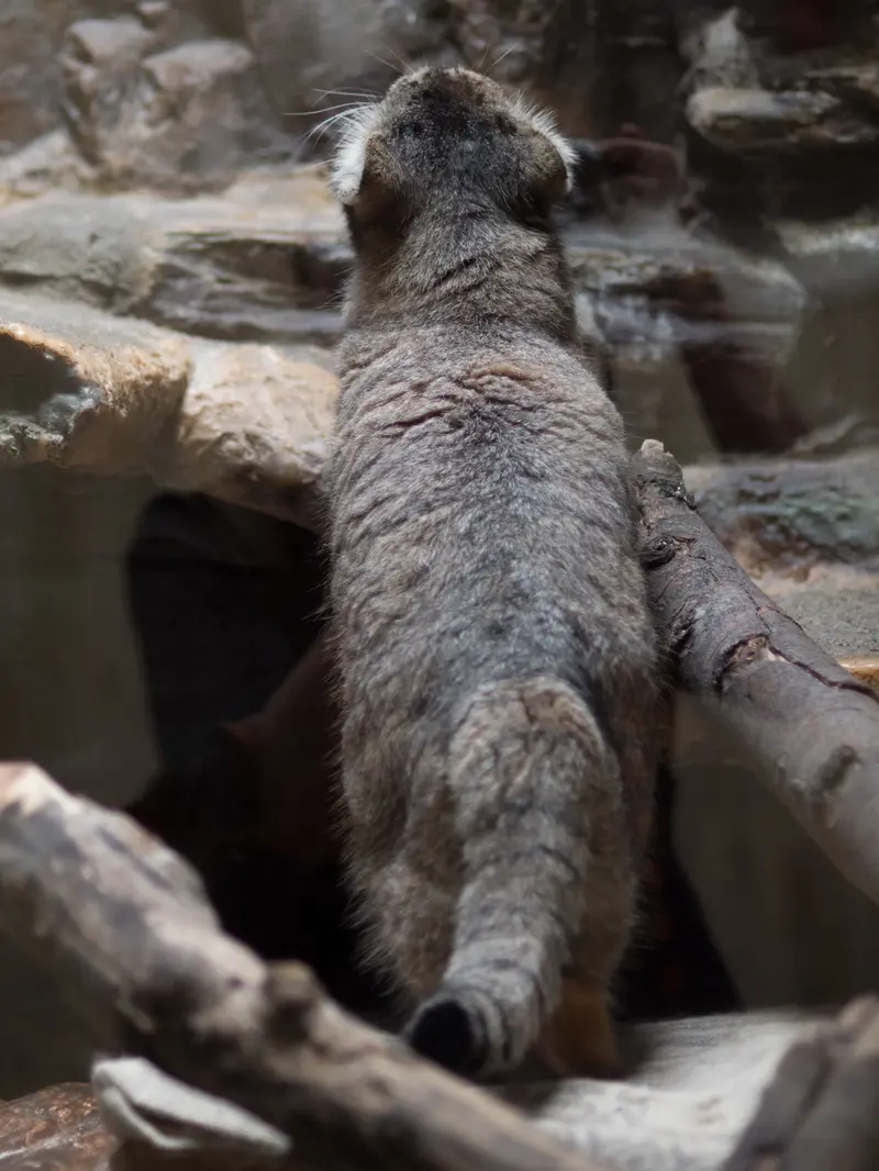 恩賜上野動物園のプリームラの写真