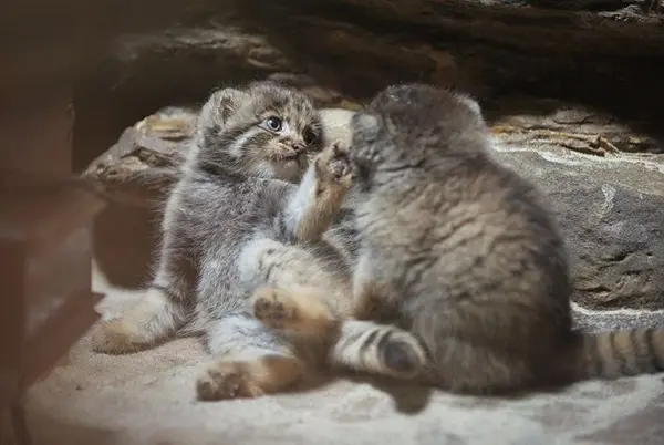 恩賜上野動物園のマヌルネコの写真