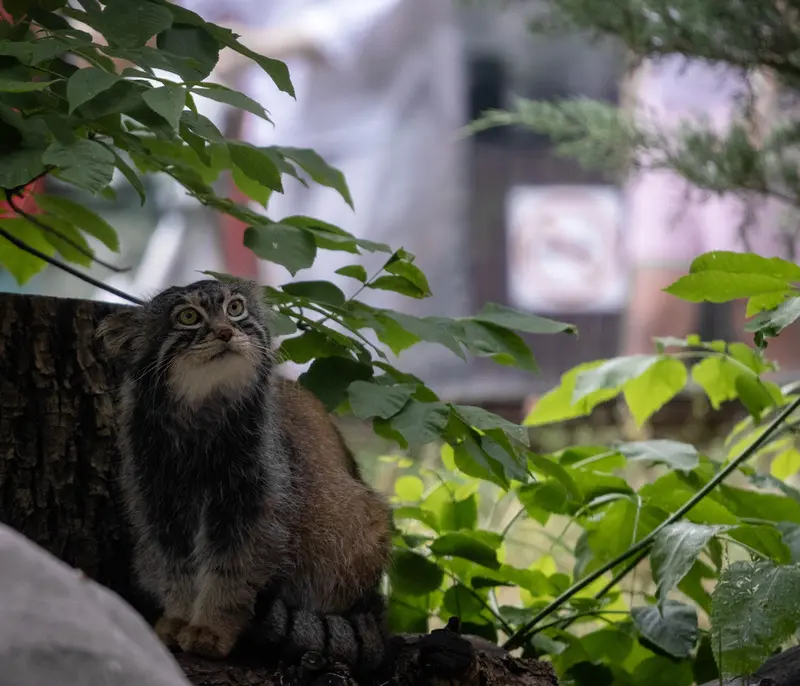 モスクワ動物園のティモフェイの写真