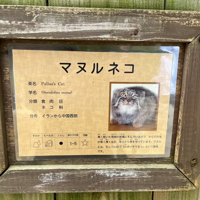 埼玉県こども動物自然公園のマヌルネコの写真