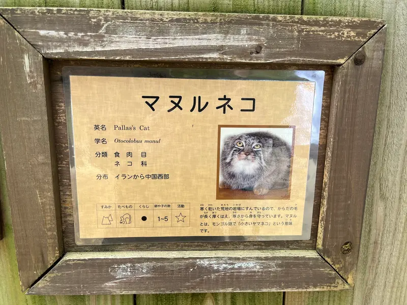 埼玉県こども動物自然公園のマヌルネコの写真