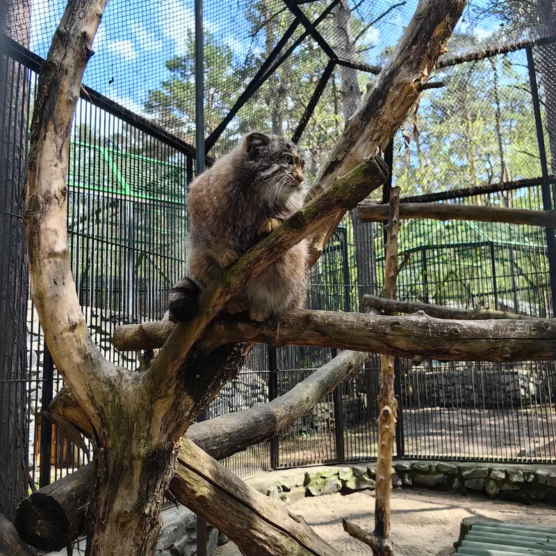 ノヴォシビルスク動物園のグレイの写真