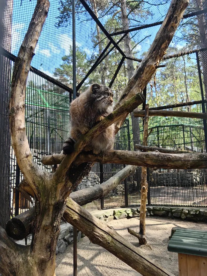 ノヴォシビルスク動物園のグレイの写真