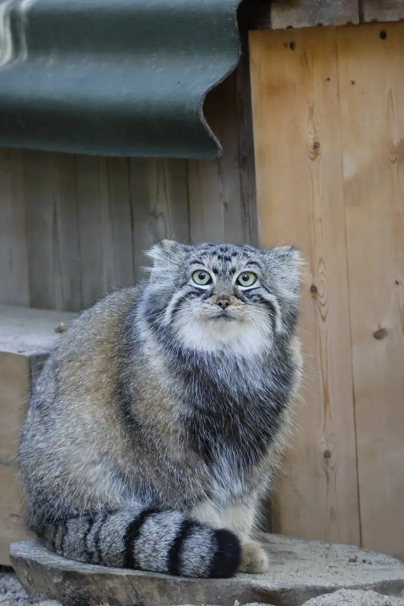 ノヴォシビルスク動物園のアーニャの写真