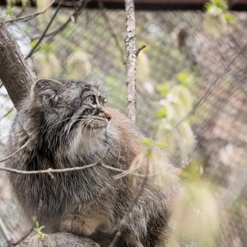 ノヴォシビルスク動物園のゾーシャの写真