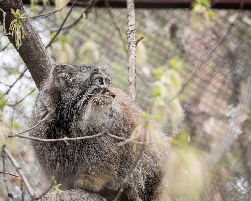 ノヴォシビルスク動物園のゾーシャの写真