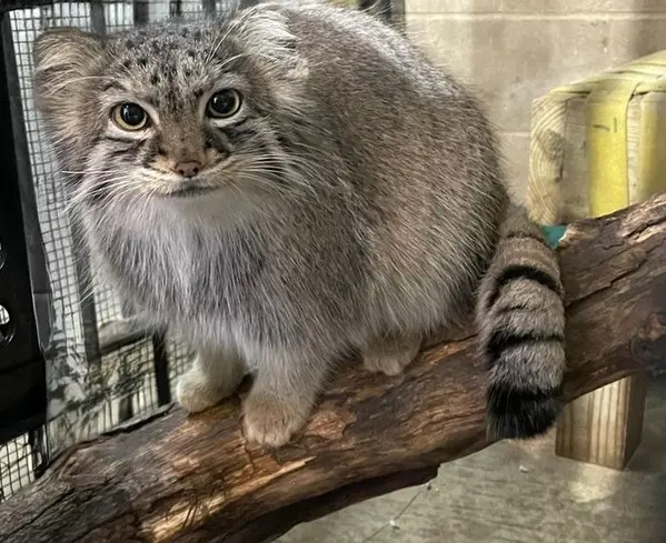 マヌルネコの写真