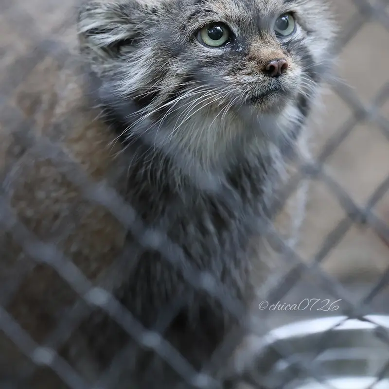 ノヴォシビルスク動物園のラストチカの写真