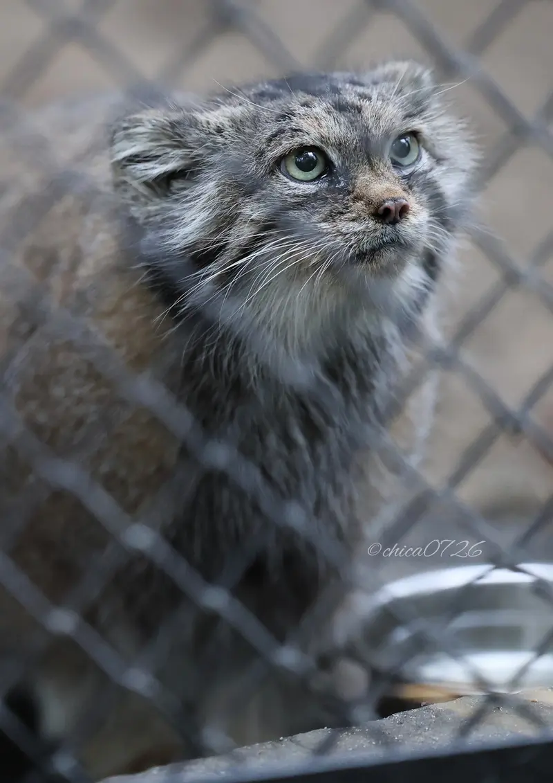 ノヴォシビルスク動物園のラストチカの写真