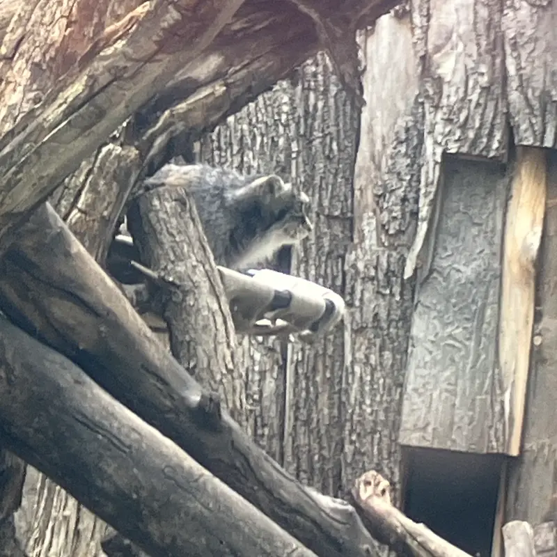レッドリバー動物園のマヌルネコの写真