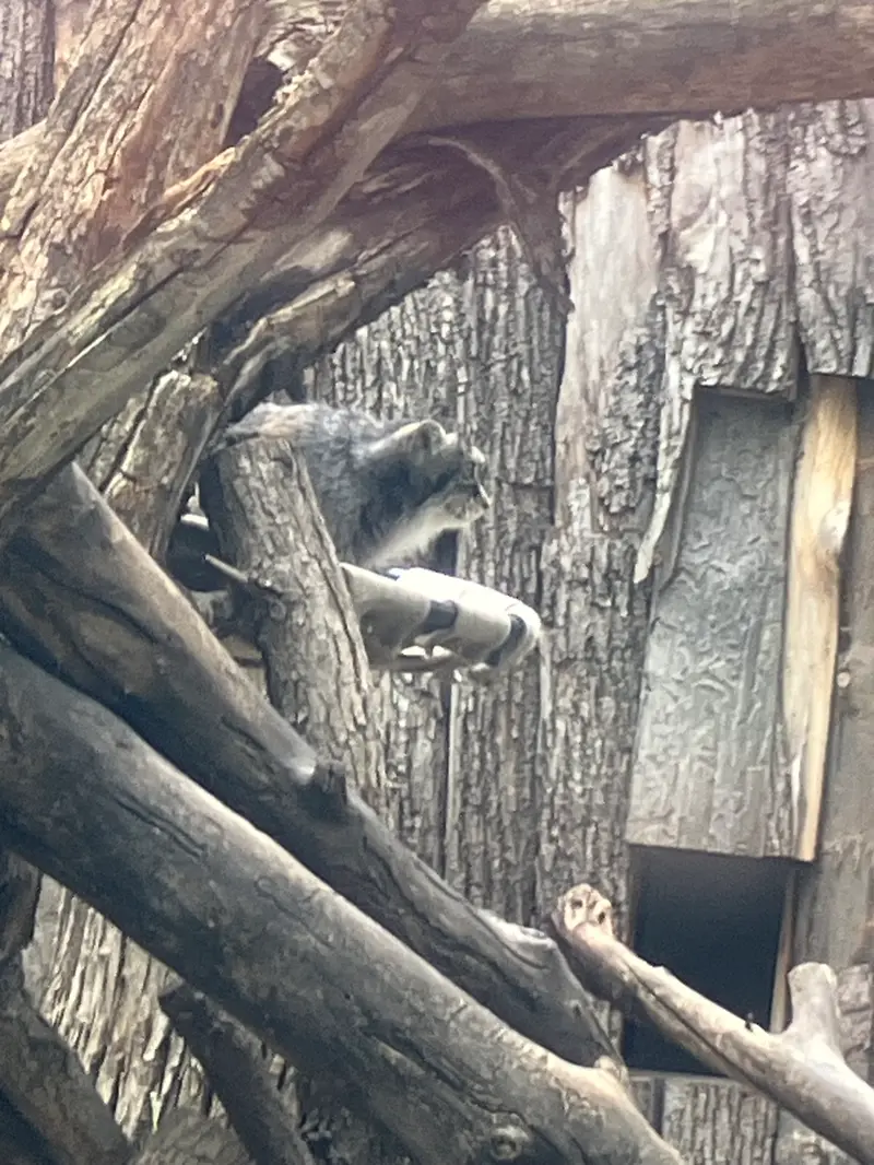 レッドリバー動物園のマヌルネコの写真