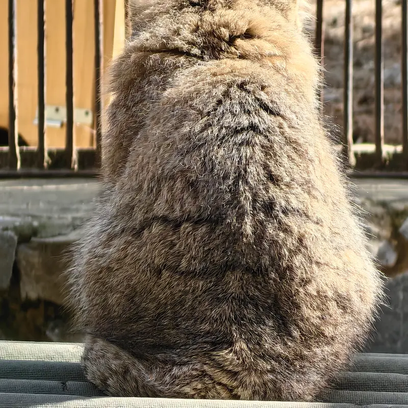 ノヴォシビルスク動物園のグレイの写真