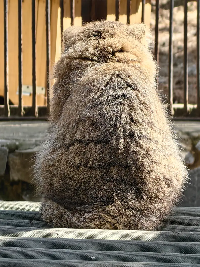 ノヴォシビルスク動物園のグレイの写真