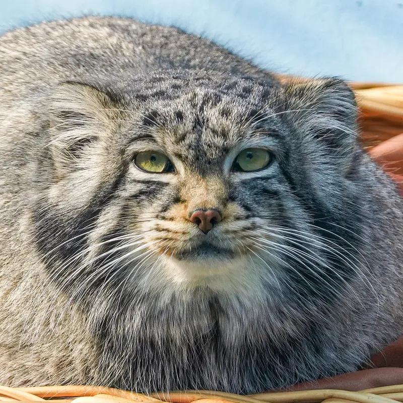 青海チベット高原野生動物園のマヌルネコのスン・サンラン