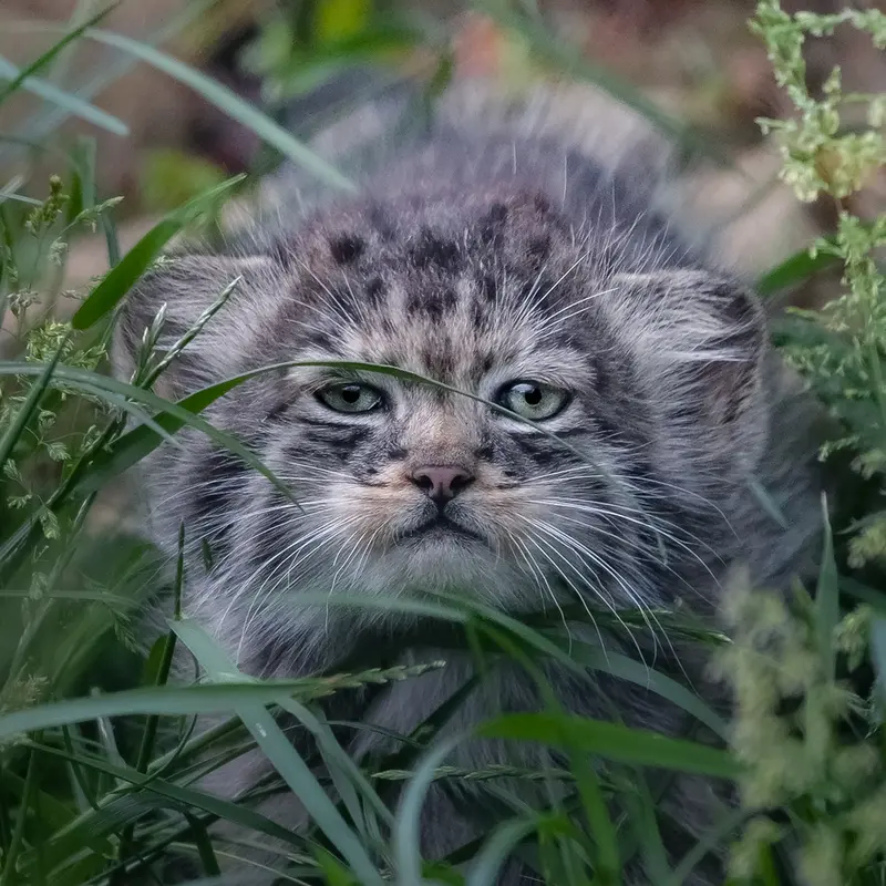 ポート・リムプネ・ワイルド・アニマル・パークのナムーの子猫 b. 2026 Ⅱの写真