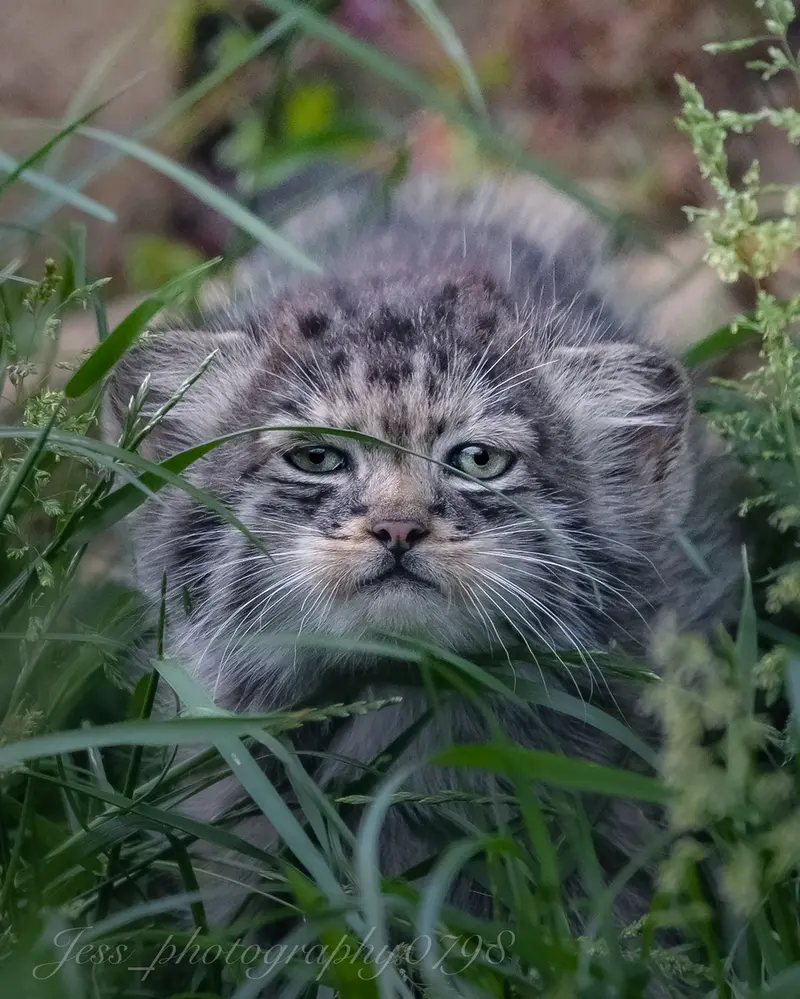 ポート・リムプネ・ワイルド・アニマル・パークのナムーの子猫 b. 2026 Ⅱの写真