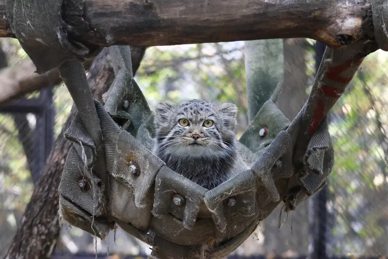 ノヴォシビルスク動物園のマヌルネコの写真